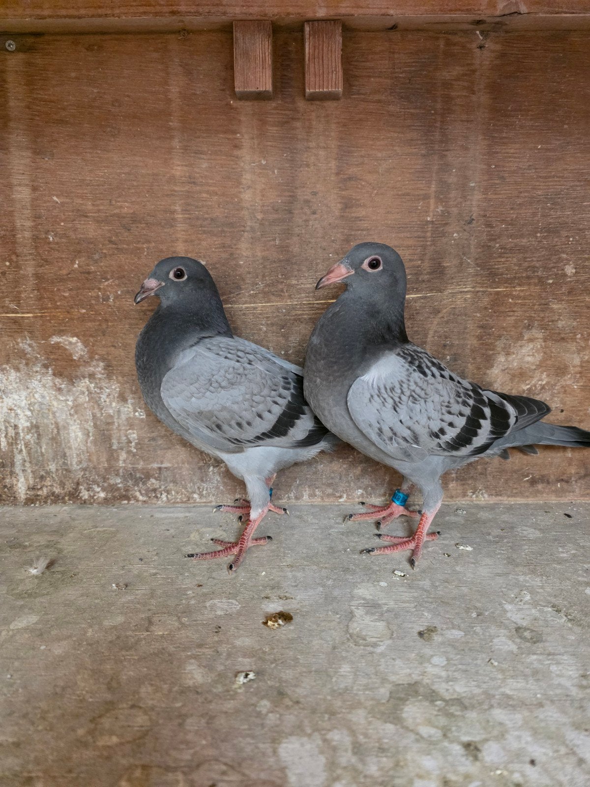 jonge postduif, Mannelijk, Postduif