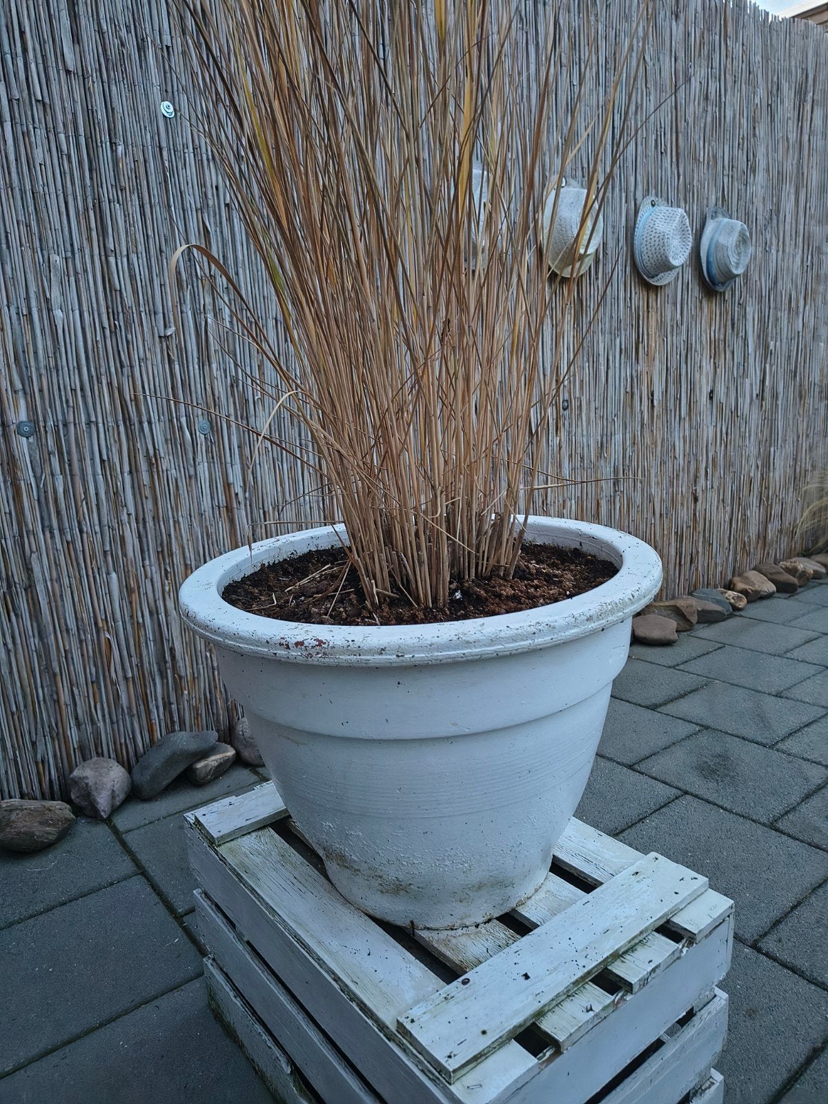 Grote witte bloempot (met siergras), Ophalen, Steen, Gebruikt, Minder dan 60 cm