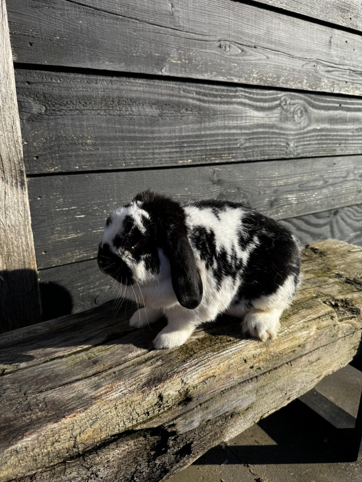 Prachtige tamme konijnen te koop, Dieren en Toebehoren, Meerdere dieren, Middelgroot, Hangoor