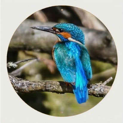 ijsvogel ( op metaal ), Metaal, Verzenden, Meerkleurig, Nieuw