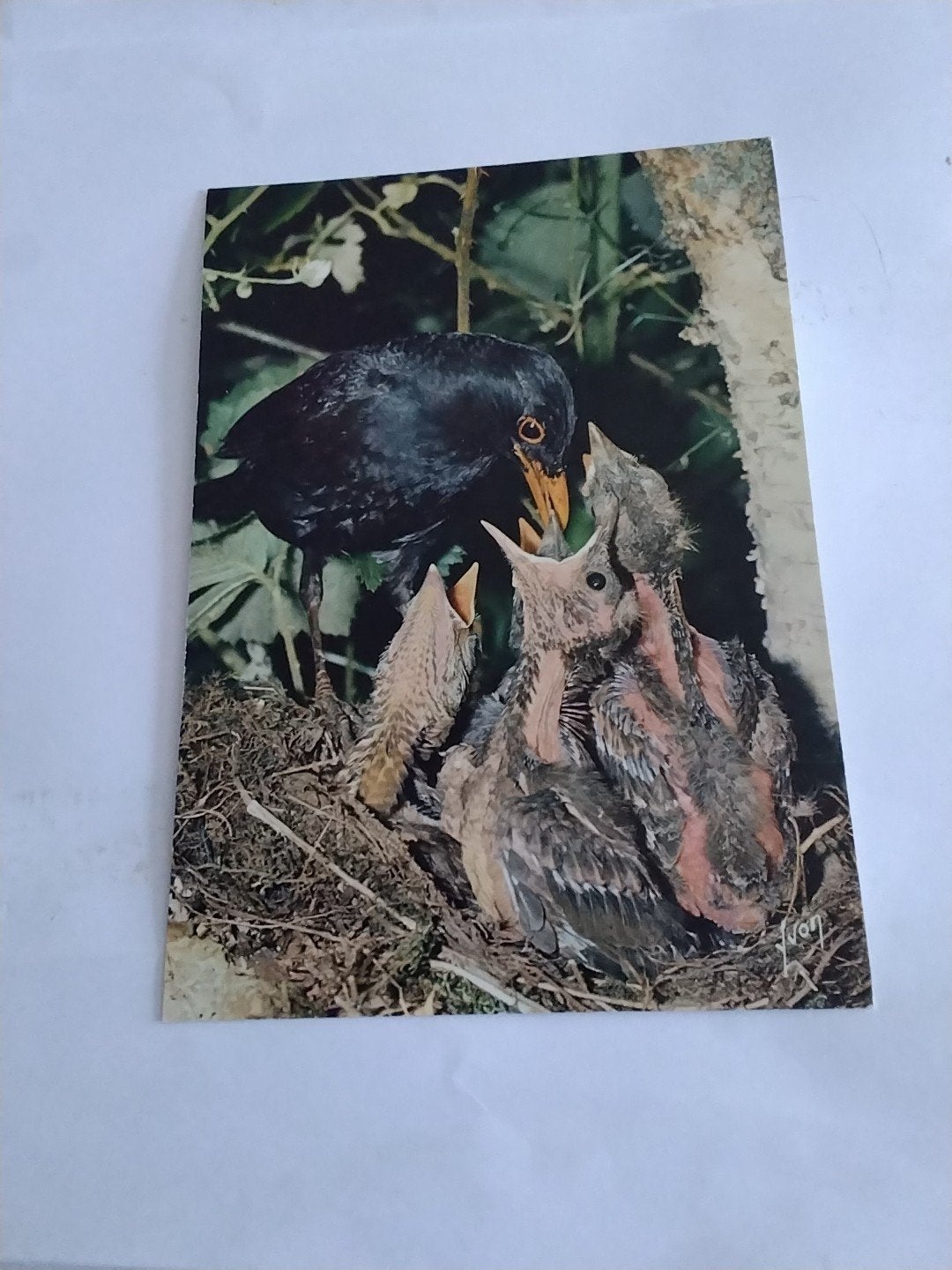 Vintage Ansichtkaart Merel met Jongen in Nest - Frankrijk, Ophalen of Verzenden, 1960 tot 1980, Ongelopen