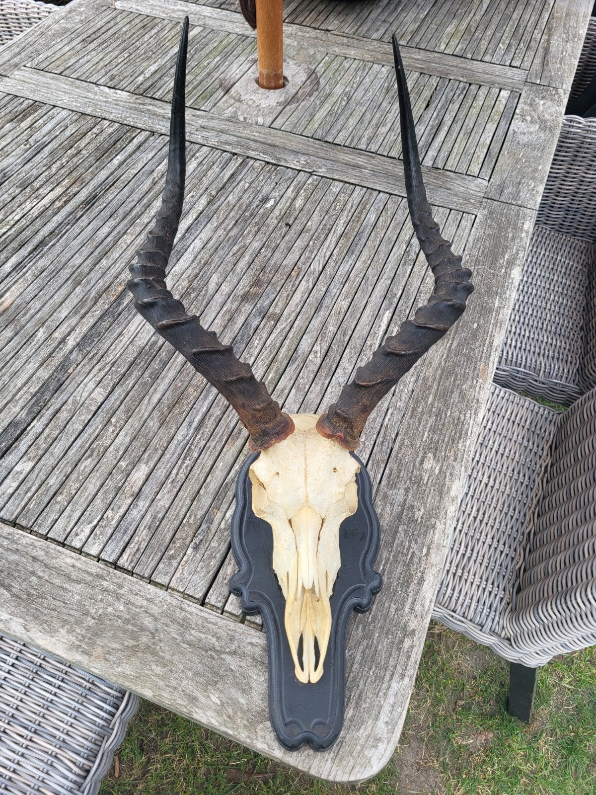 Antilope schedel met hoorns op houten schild, Verzamelen, Overige Verzamelen, Ophalen, Gebruikt