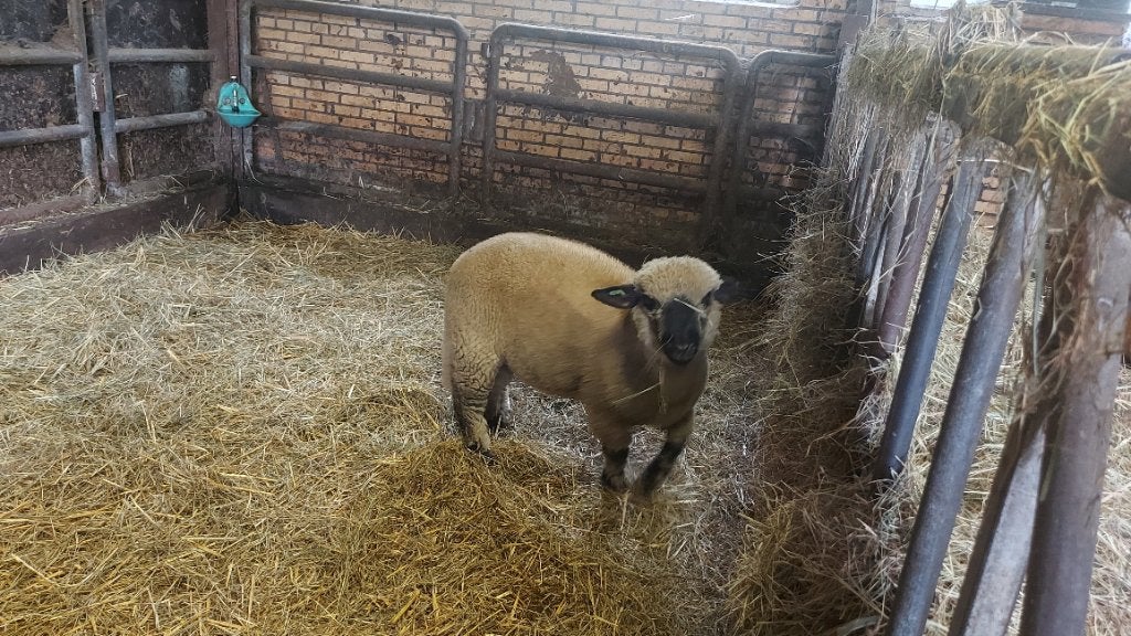 Hampshire Down ram 2026, Mannelijk, Schaap, 0 tot 2 jaar