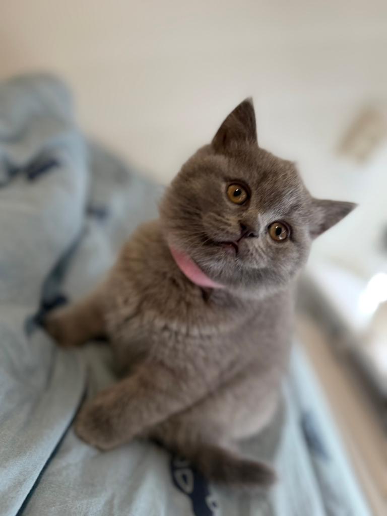 Britse korthaar kittens, Dieren en Toebehoren, Katten en Kittens | Overige Katten, Meerdere dieren
