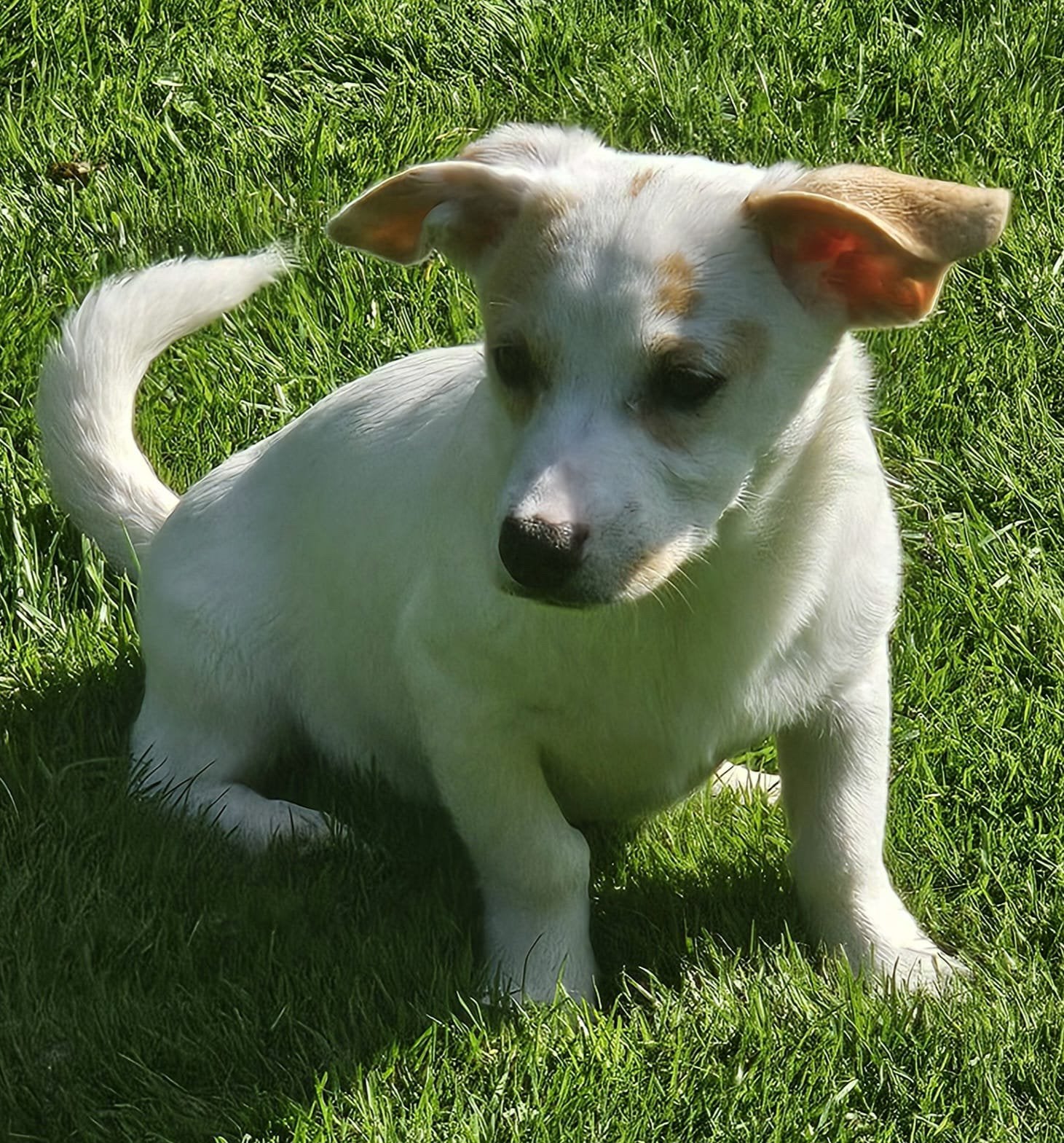 Teckel mix pups 4 maanden, Particulier, 15 weken tot 1 jaar, Buitenland, Parvo