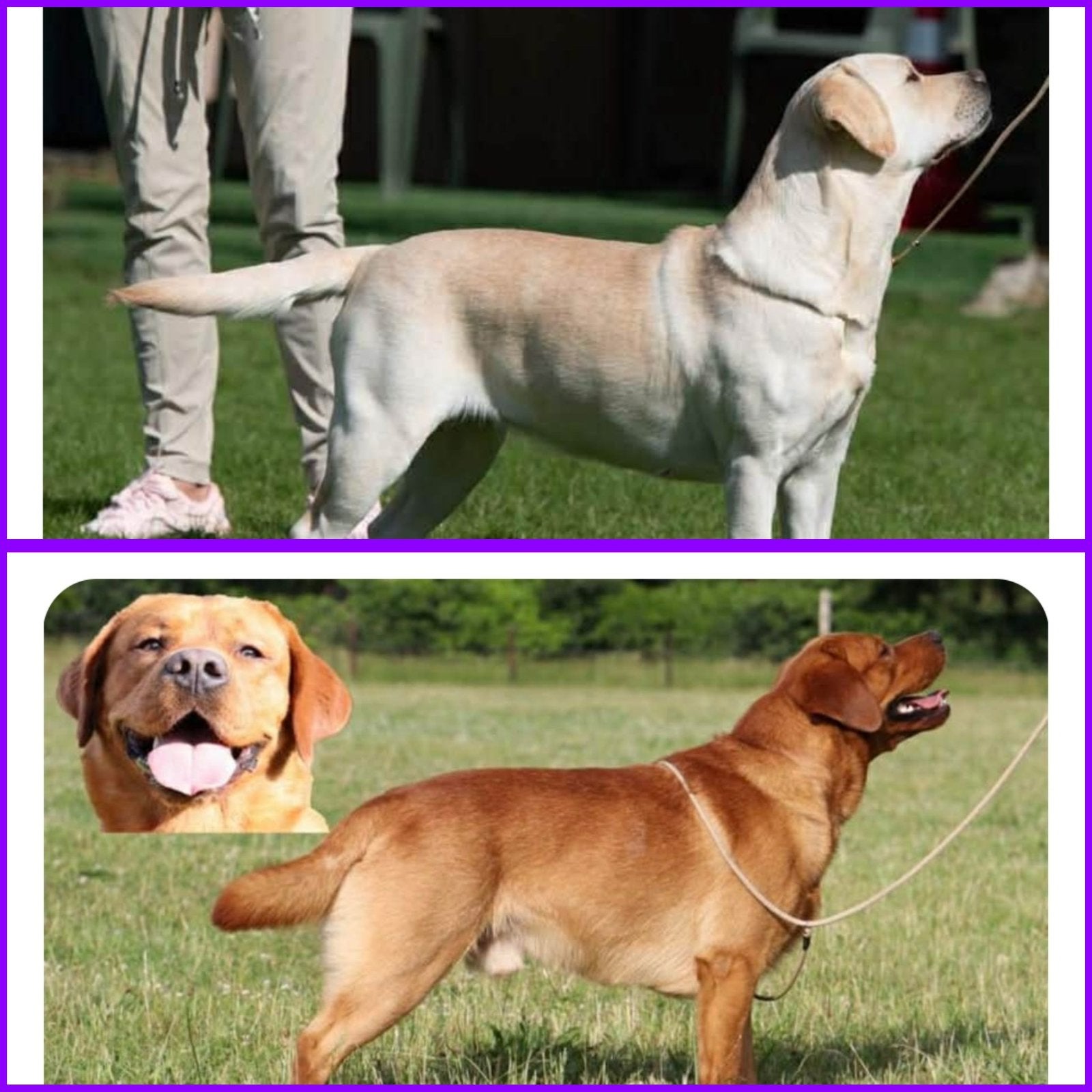 Labrador pups met stamboom beschikbaar, 8 tot 15 weken, Labrador retriever, Meerdere, Meerdere dieren