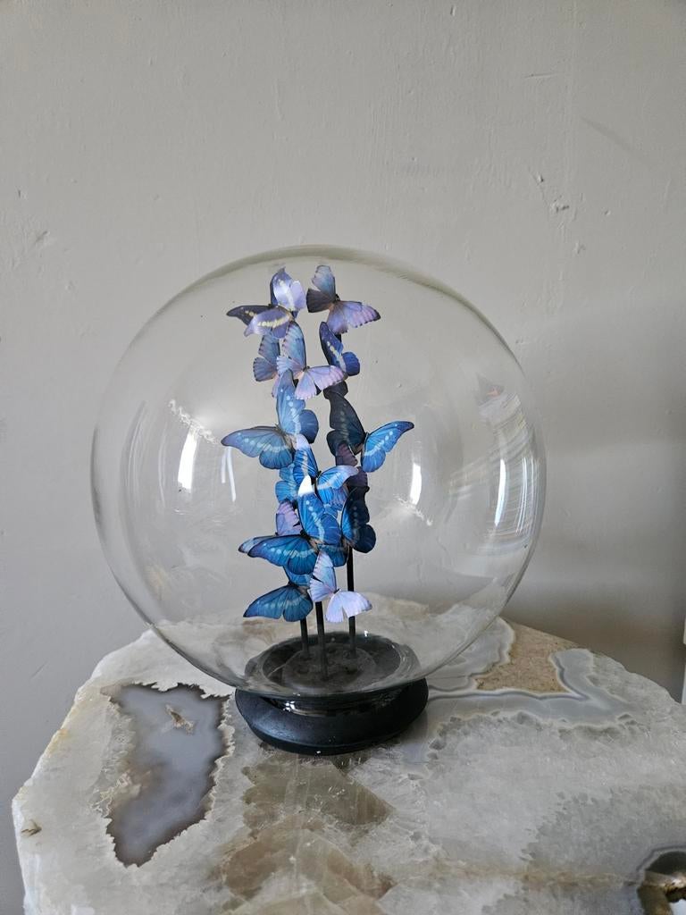 Zeer mooie stolp met kunstvlinders - Decoratief object, Ophalen, Zo goed als nieuw