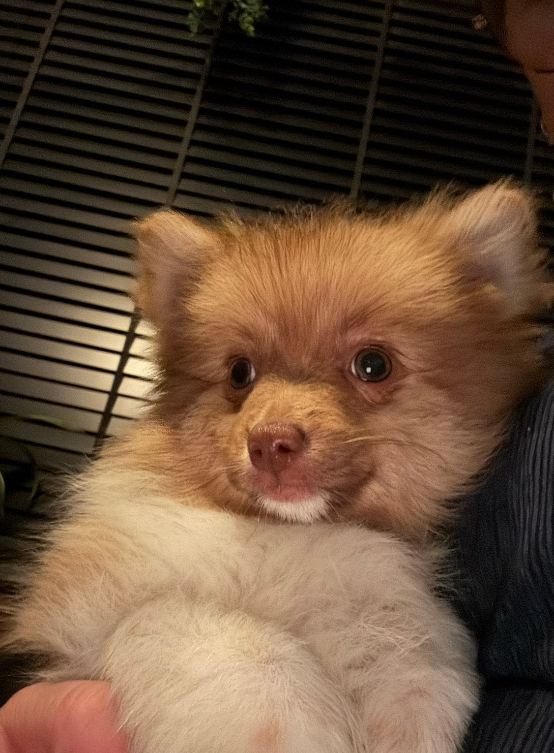 Pomeriaan pup nog 1 teefje 🩷beschikbaar, Parvo, Overige rassen, 8 tot 15 weken, Teef
