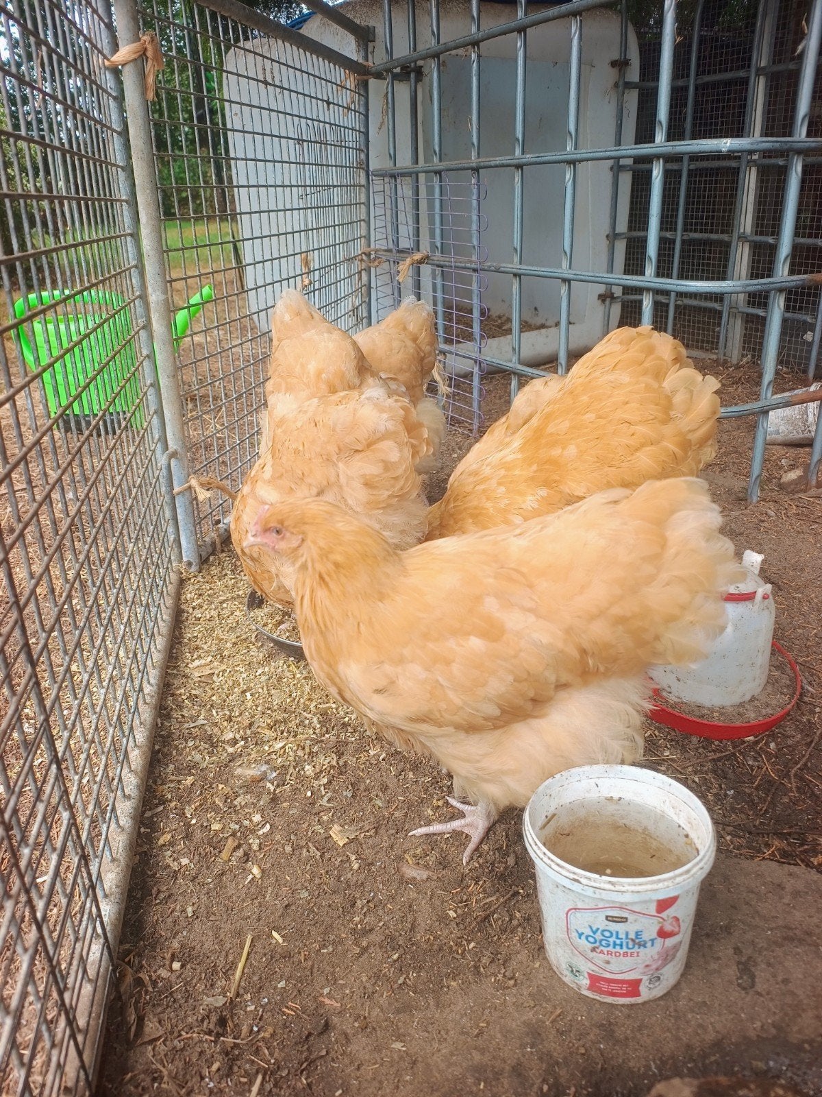 orpington kippen, Dieren en Toebehoren, Pluimvee, Meerdere dieren, Kip