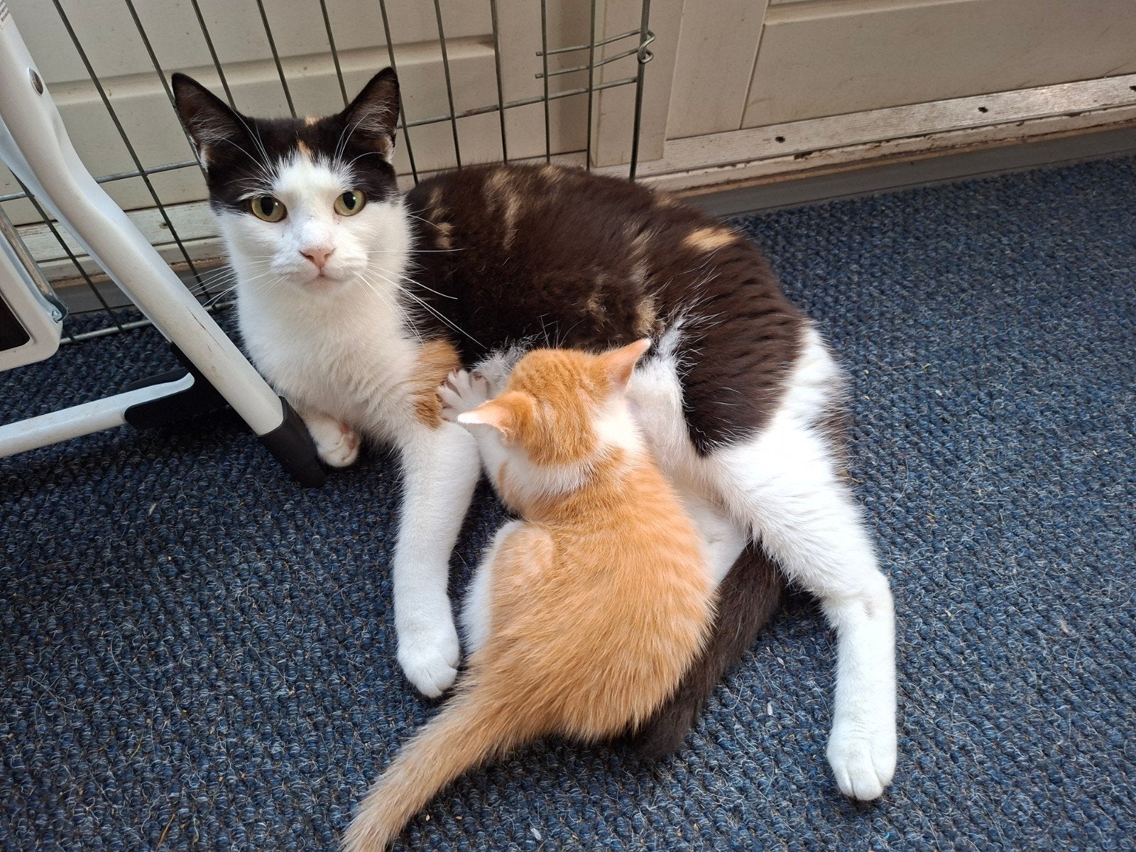 kittens nu 6 weken mogen over 2 / 3 weken weg., Meerdere dieren, Kortharig, 0 tot 2 jaar