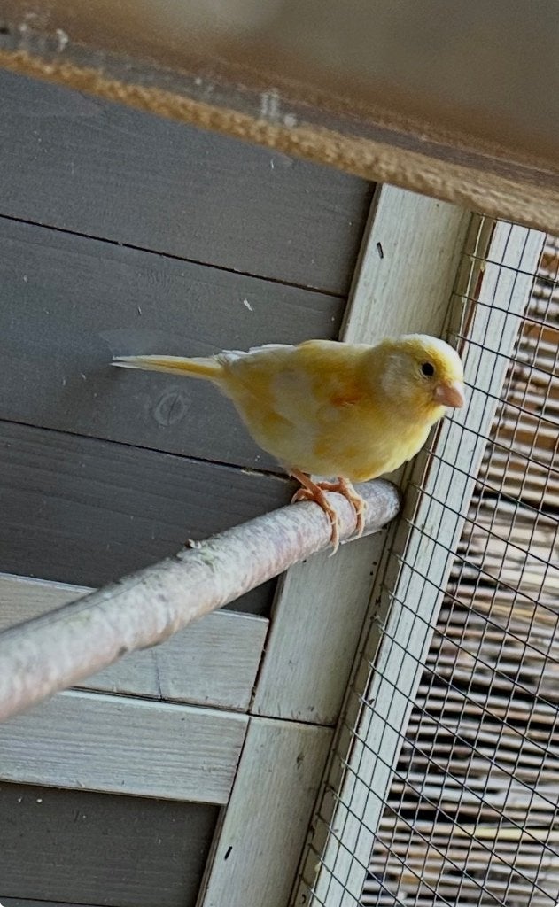 Kanarie pop, Vrouwelijk, Kleurkanarie