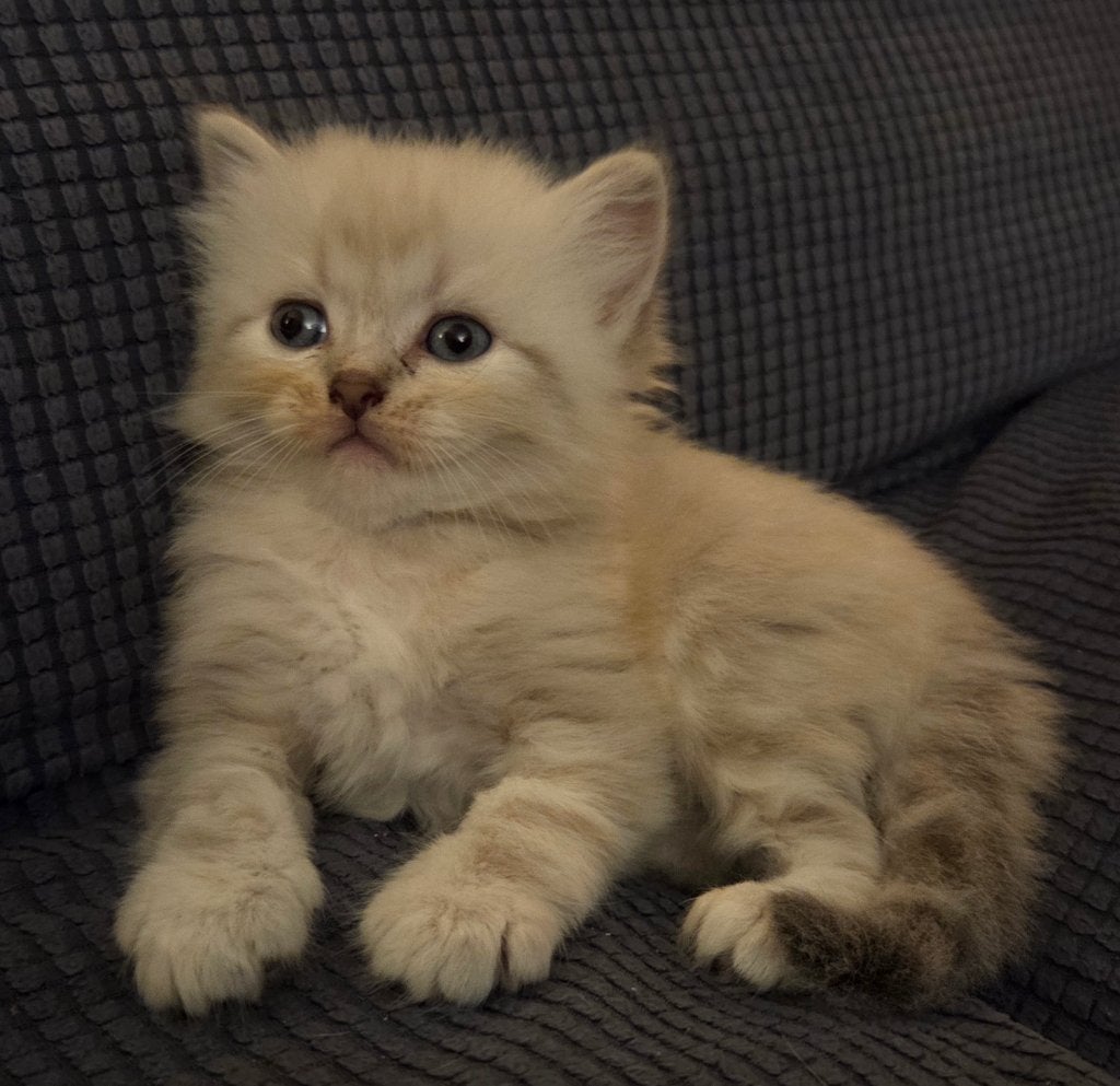 2 Kittens ( katers), Kater, Ontwormd, 0 tot 2 jaar
