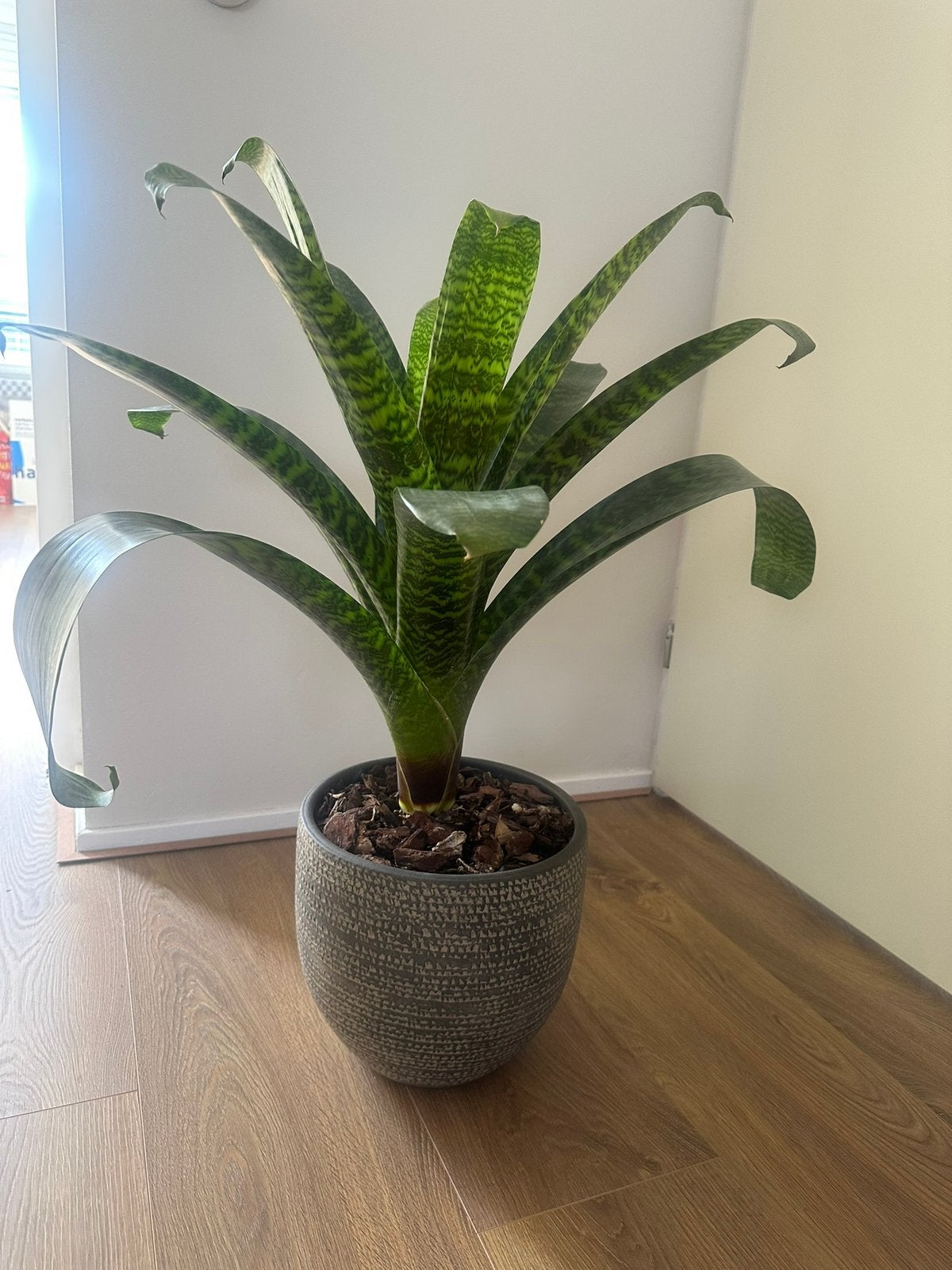 Bromelia in pot, Huis en Inrichting, Kamerplanten, Ophalen, In pot, Halfschaduw, Minder dan 100 cm