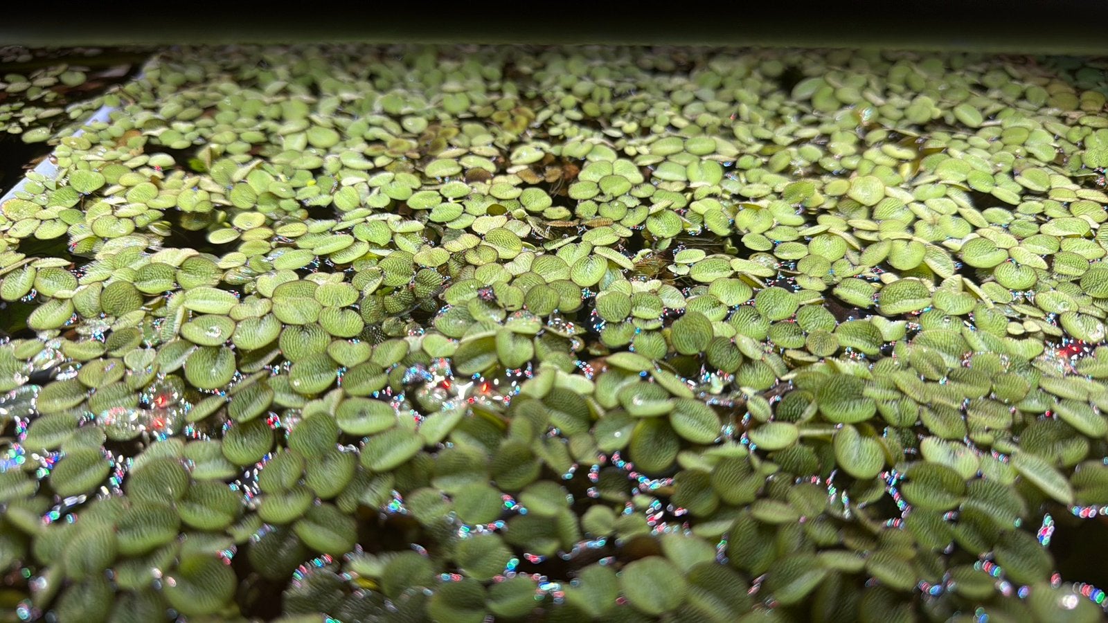 Drijfplantjes aquarium, Ophalen, Zo goed als nieuw