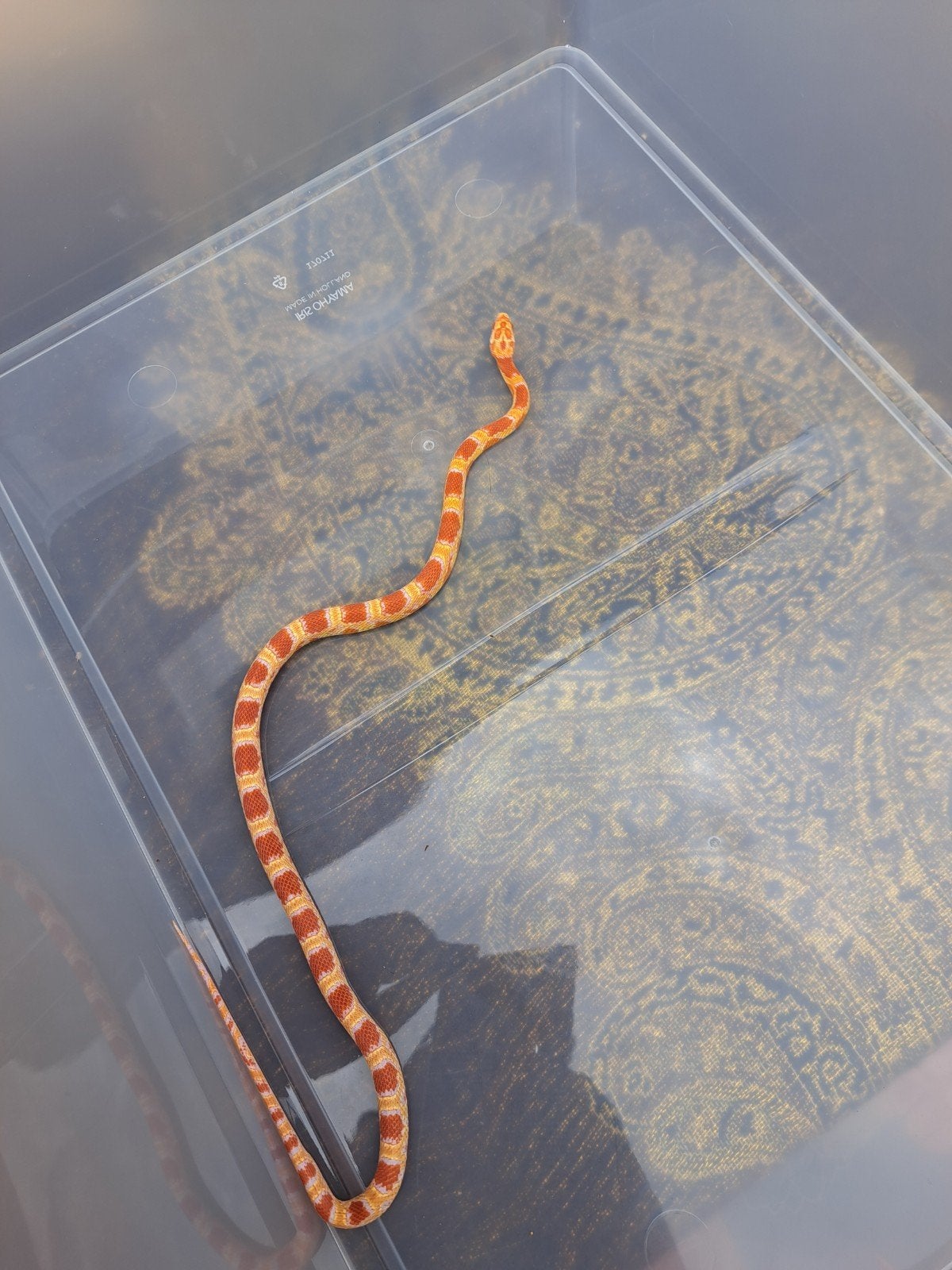 ***1.0 reversed okeetee***, Dieren en Toebehoren, Reptielen en Amfibieën, Slang, 0 tot 2 jaar