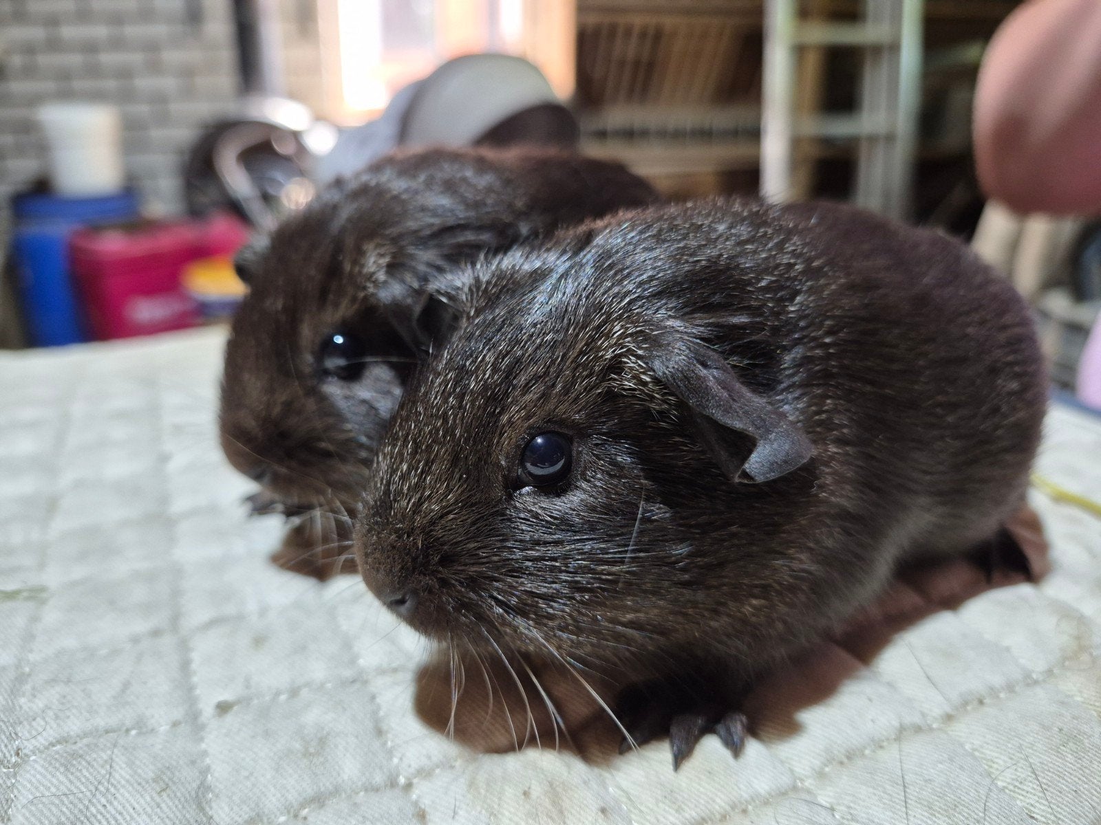 2 solid zilver agouti zeugjes, Juni, Vrouwelijk, Cavia
