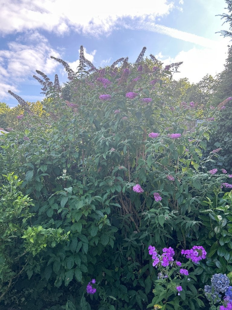 Grote Vlinderstruik, Ophalen, Halfschaduw, Overige soorten, 100 tot 250 cm