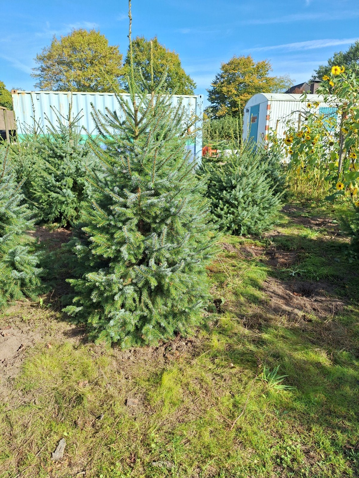 picea omorica ( Servische spar) 25 stuks ., Tuin en Terras, Ophalen, Bloeit niet, Volle zon, Overige soorten