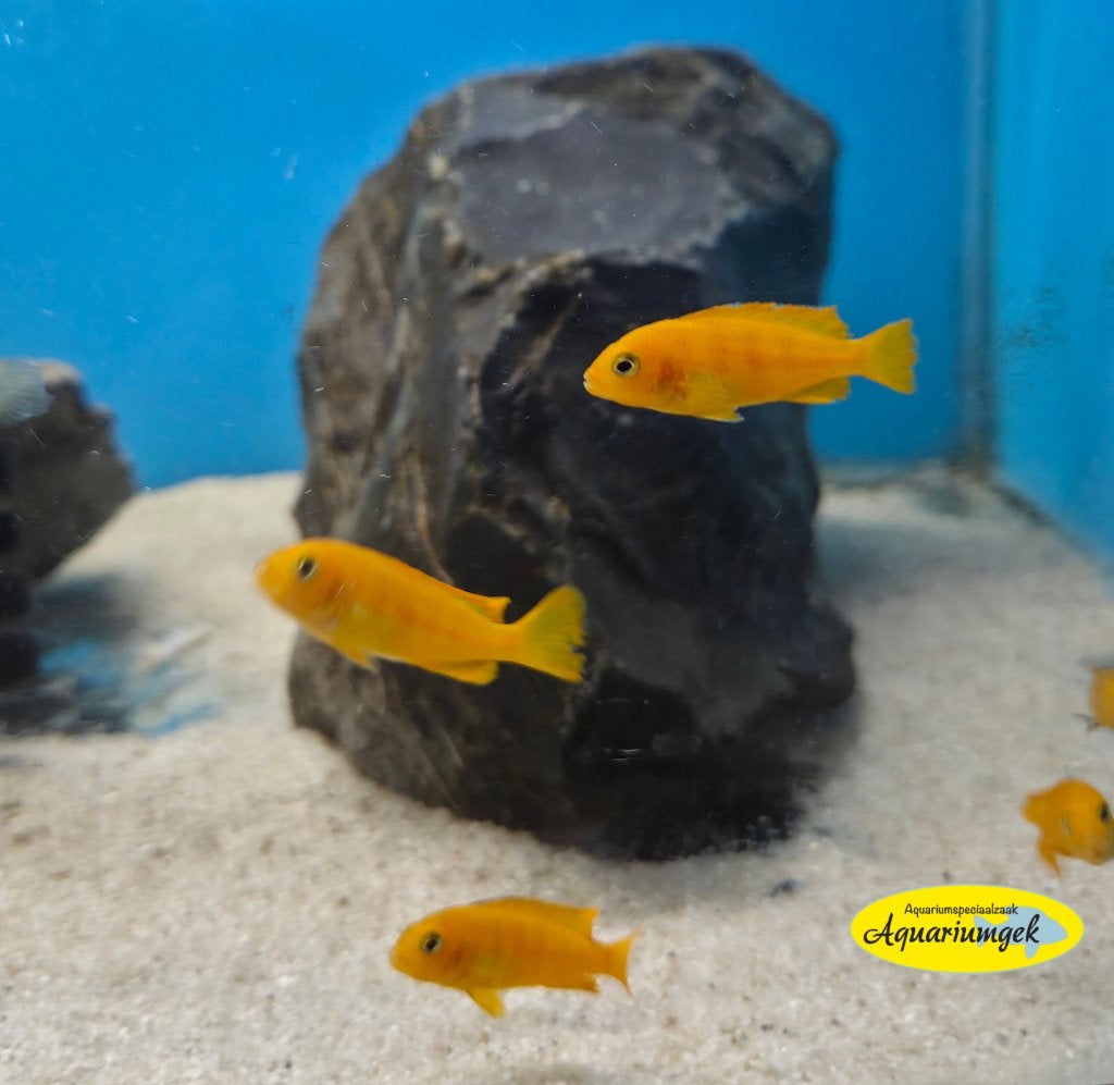 Pseudotropheus saulosi, Dieren en Toebehoren, Vis, Zoetwatervis
