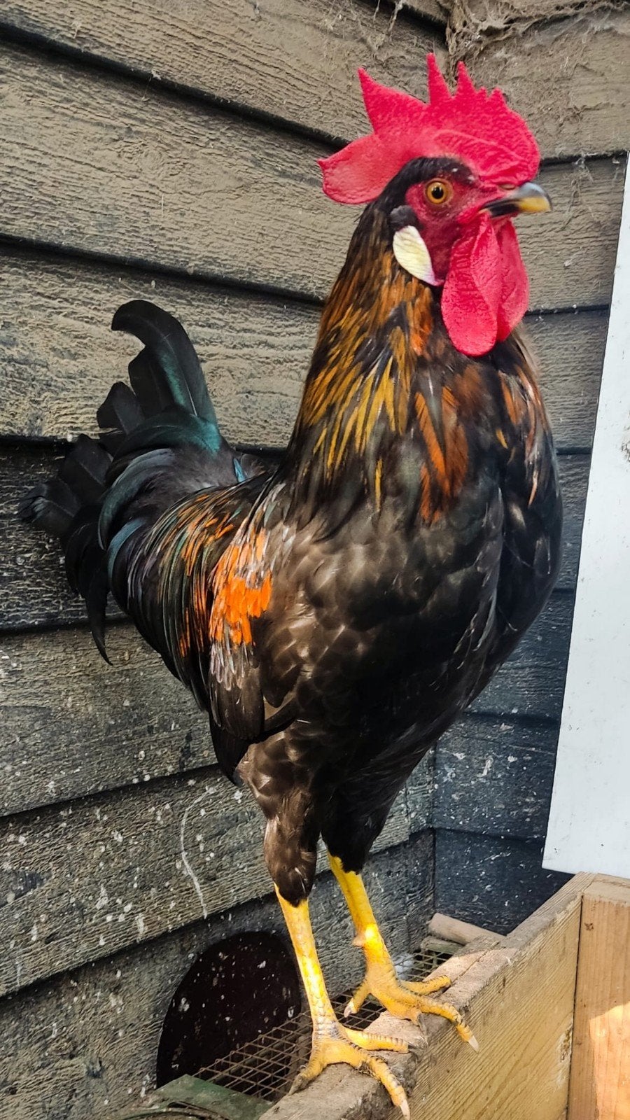 Gratis mooie leghorn haan, Dieren en Toebehoren, Pluimvee, Mannelijk, Kip