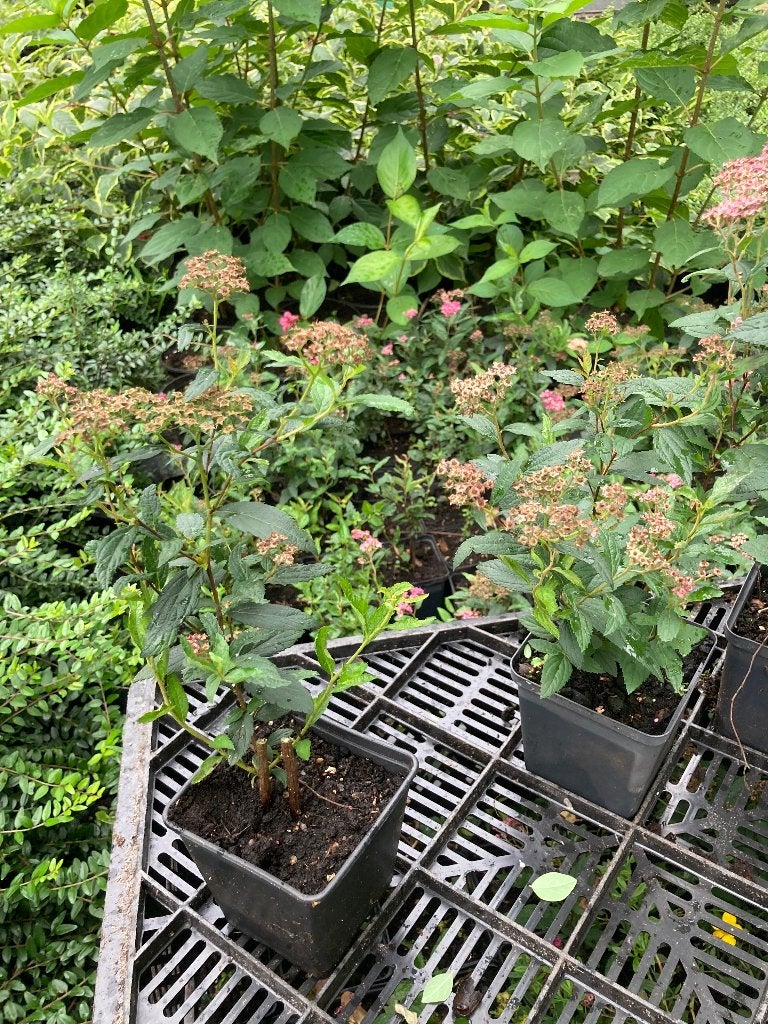 Spiraea japonica Anthony Waterer. € 1,25, Ophalen, Zomer, Overige soorten, Volle zon