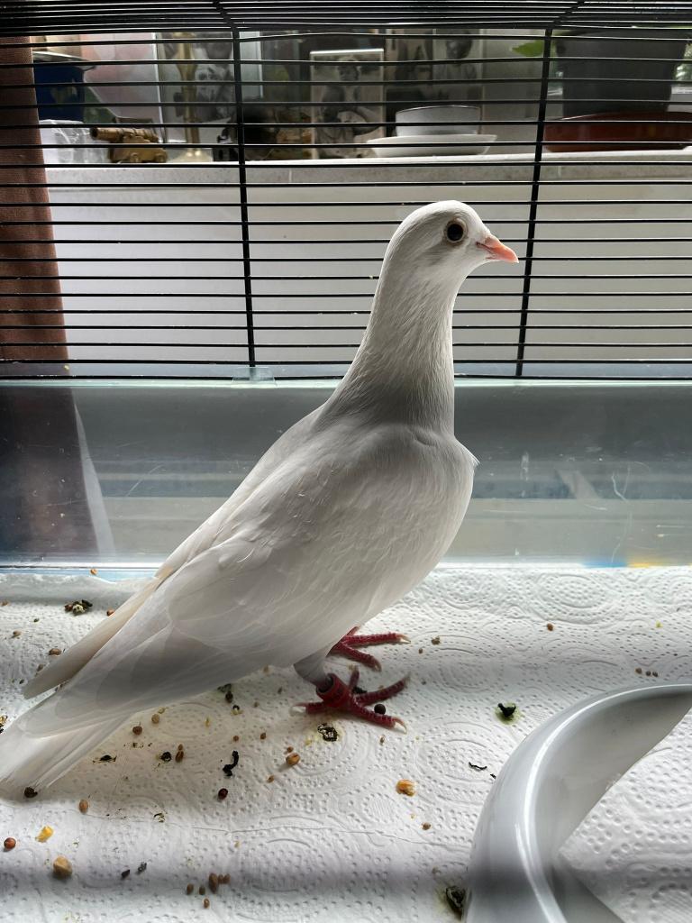 Witte Sier Duif, Vrouwelijk, Overige soorten