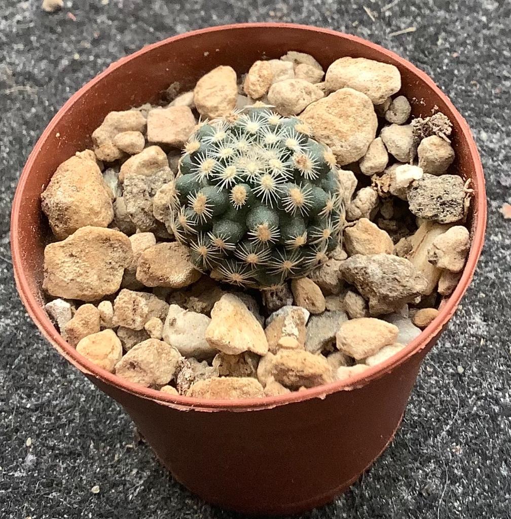 Cactus, Pilocanthus, Ophalen of Verzenden, Cactus, Volle zon, Minder dan 100 cm