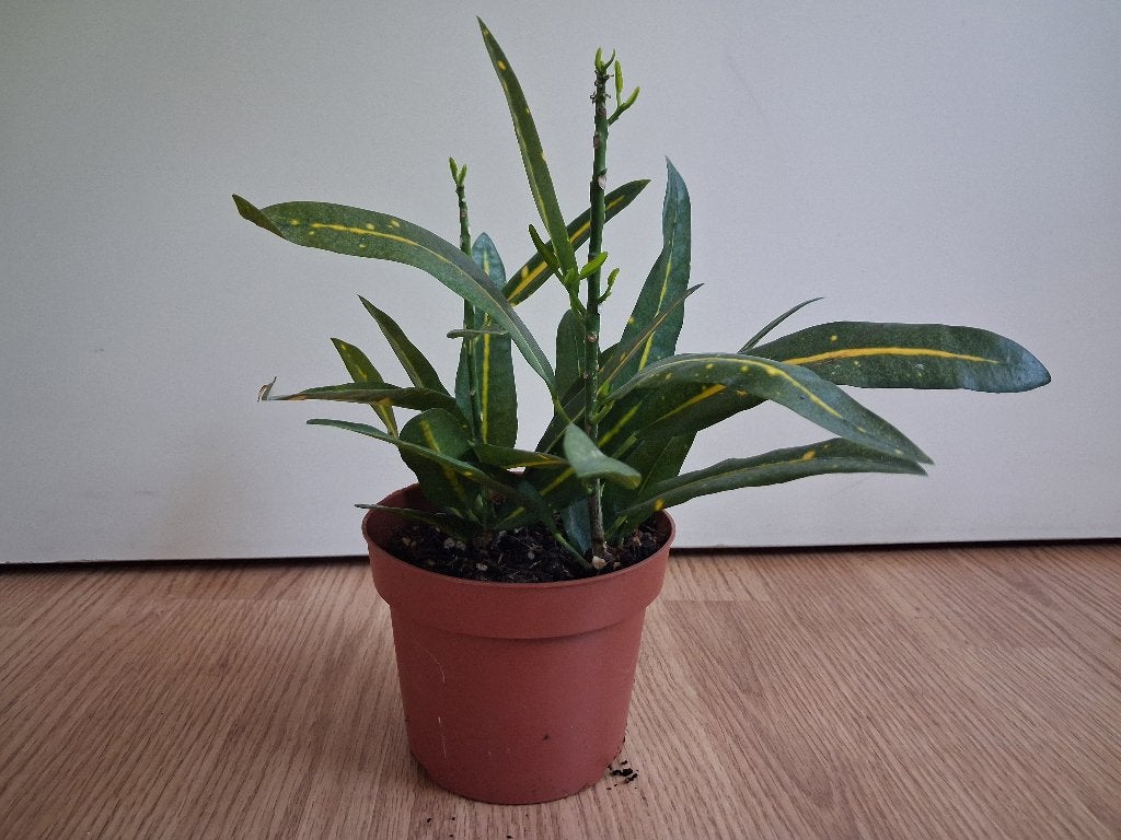 Croton Codiaeum Sunny Star - Kroton / Wonderstruik H: 25 cm., Ophalen, Overige soorten, Halfschaduw, Minder dan 100 cm