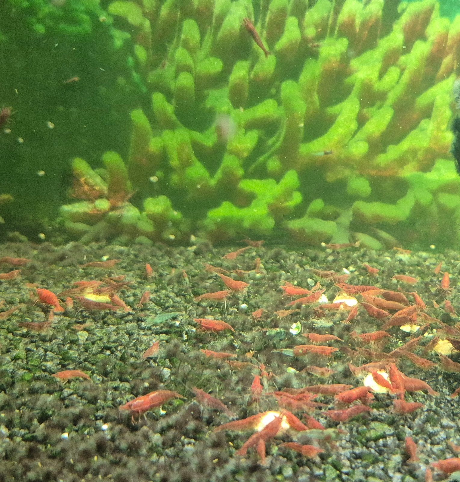 Rode en Rili garnalen., Kreeft, Krab of Garnaal, Zoetwatervis