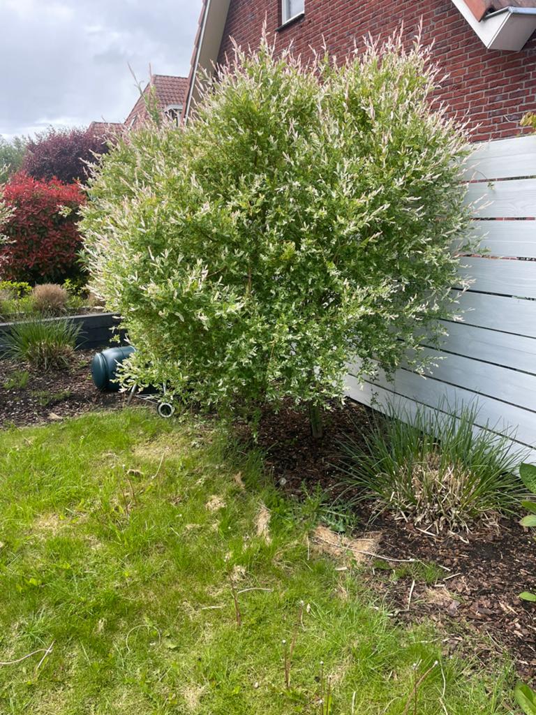1 mooie salix nishiki, Ophalen, Volle zon, Overige soorten