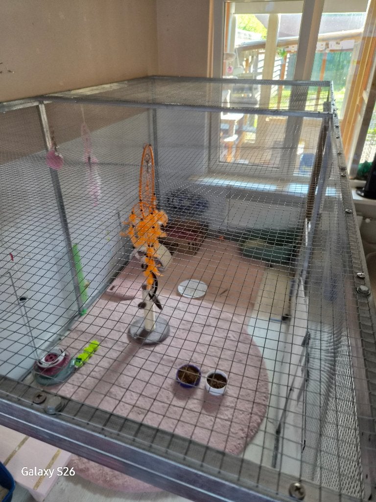 Mooie zgan kitten/ kattenren, Ophalen, Zo goed als nieuw