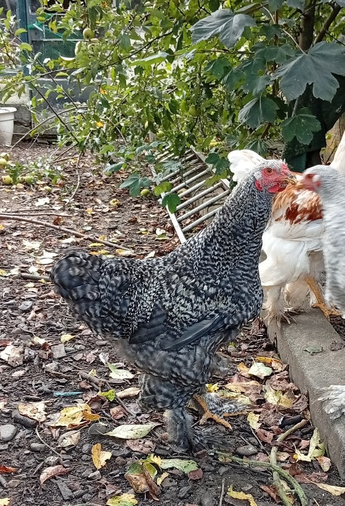 Brahma haan, Mannelijk, Kip