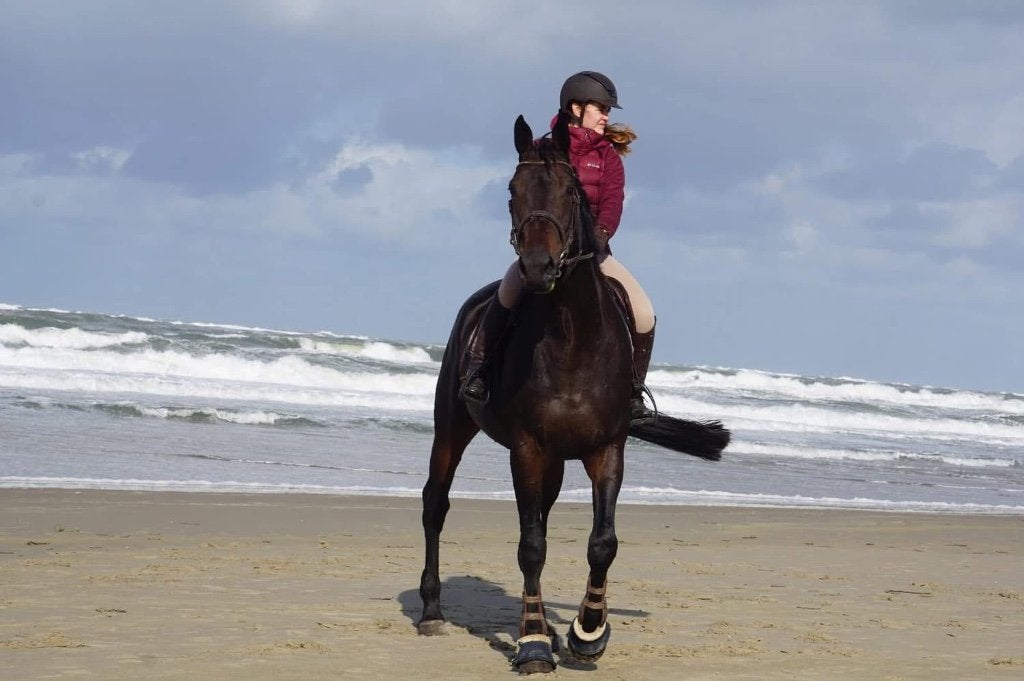 Lieve allround merrie, Dieren en Toebehoren, Paarden, Merrie, Springpaard, 175 cm of meer, Met stamboom