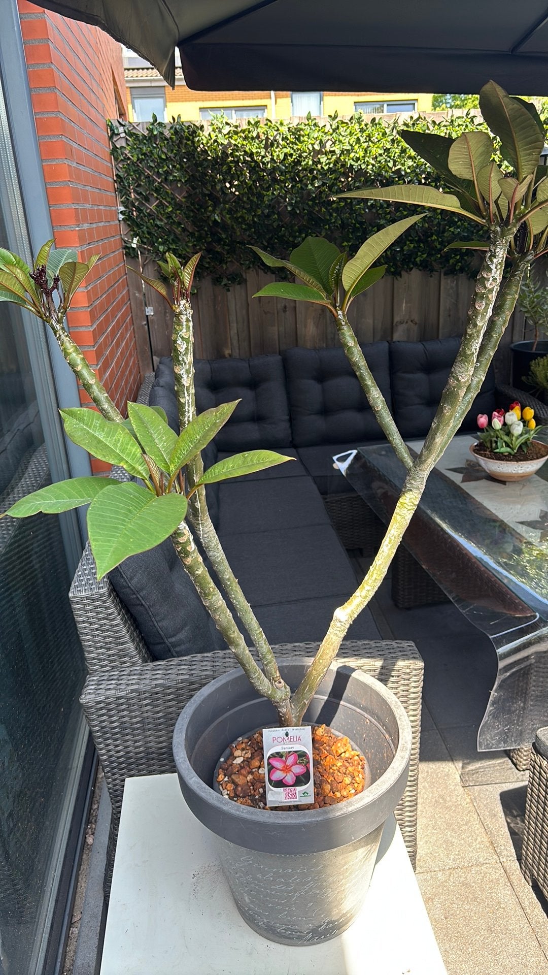 Plant Pomelia, Bloeit niet, Overige soorten, Minder dan 100 cm, Ophalen