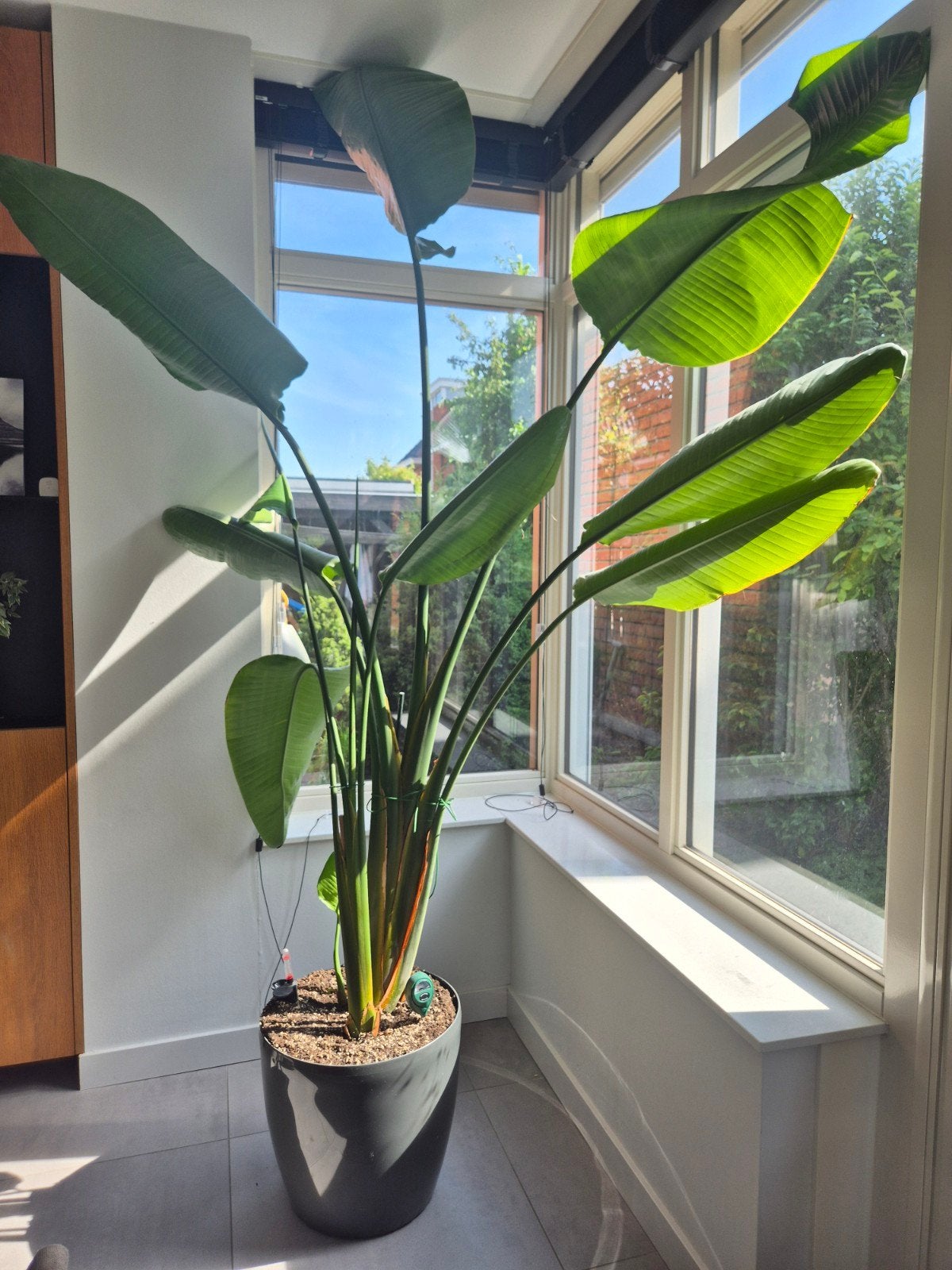 Grote Strelitzia Nicolai - Paradijsvogelplant, Volle zon, Vaste plant, Bloeit niet, Ophalen