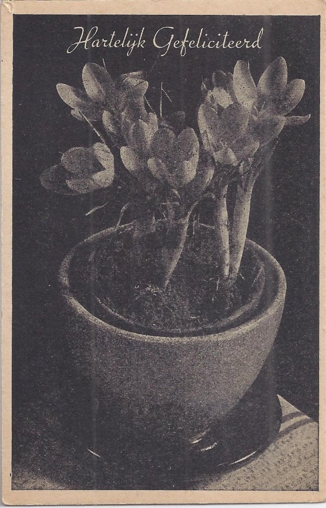 K7268 oude ansichtkaart hartelijk gefeliciteerd krokus, Ophalen of Verzenden, 1940 tot 1960, Ongelopen, Overijssel