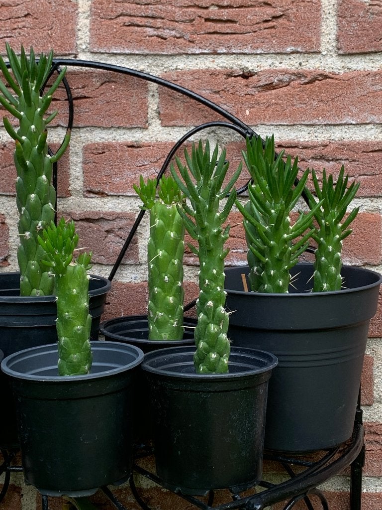 Cactus Opuntia Cilindrica, Ophalen, Minder dan 100 cm, In pot, Cactus