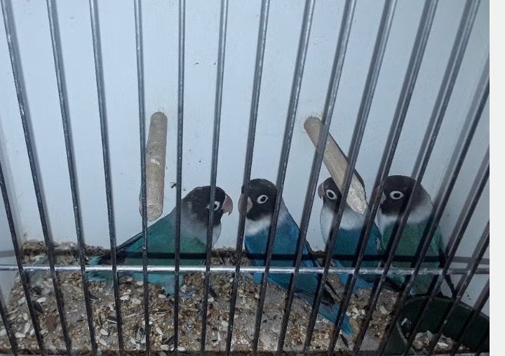 broedrijpe Agapornis Personata, Meerdere dieren, Dwergpapegaai of Agapornis, Geringd