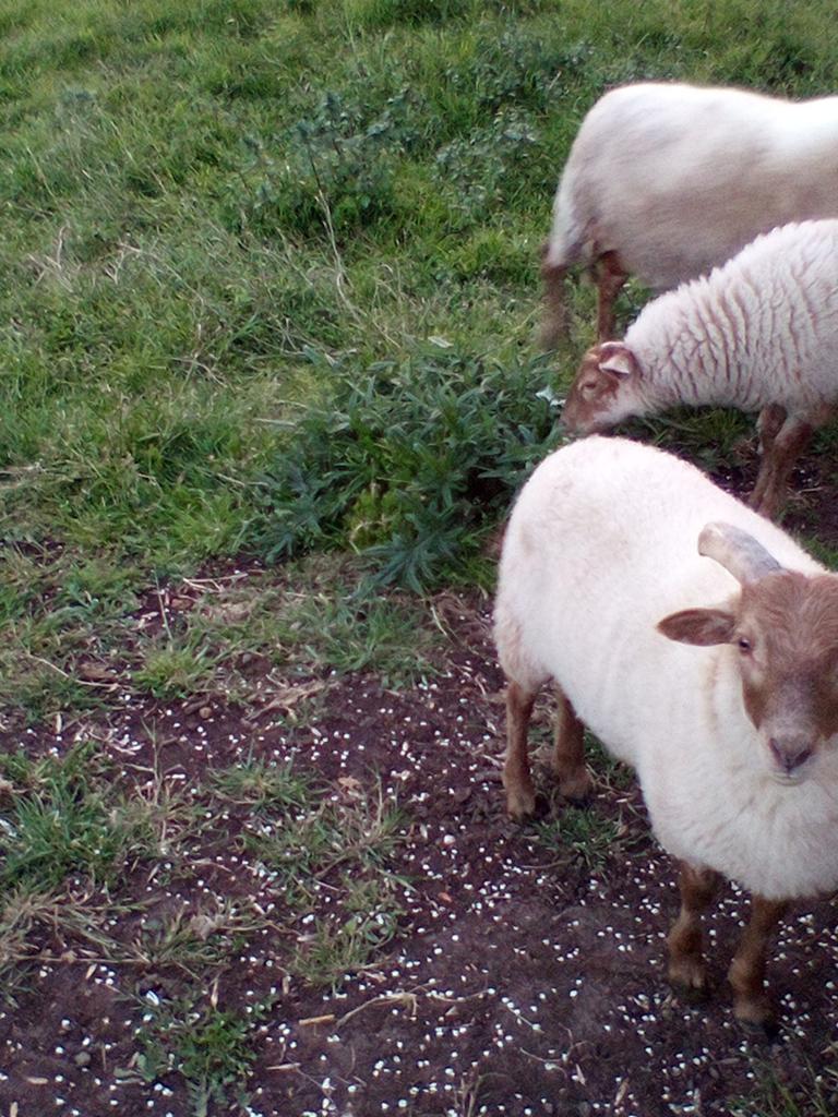 Drents heideschaap ram, Mannelijk, Schaap, 0 tot 2 jaar