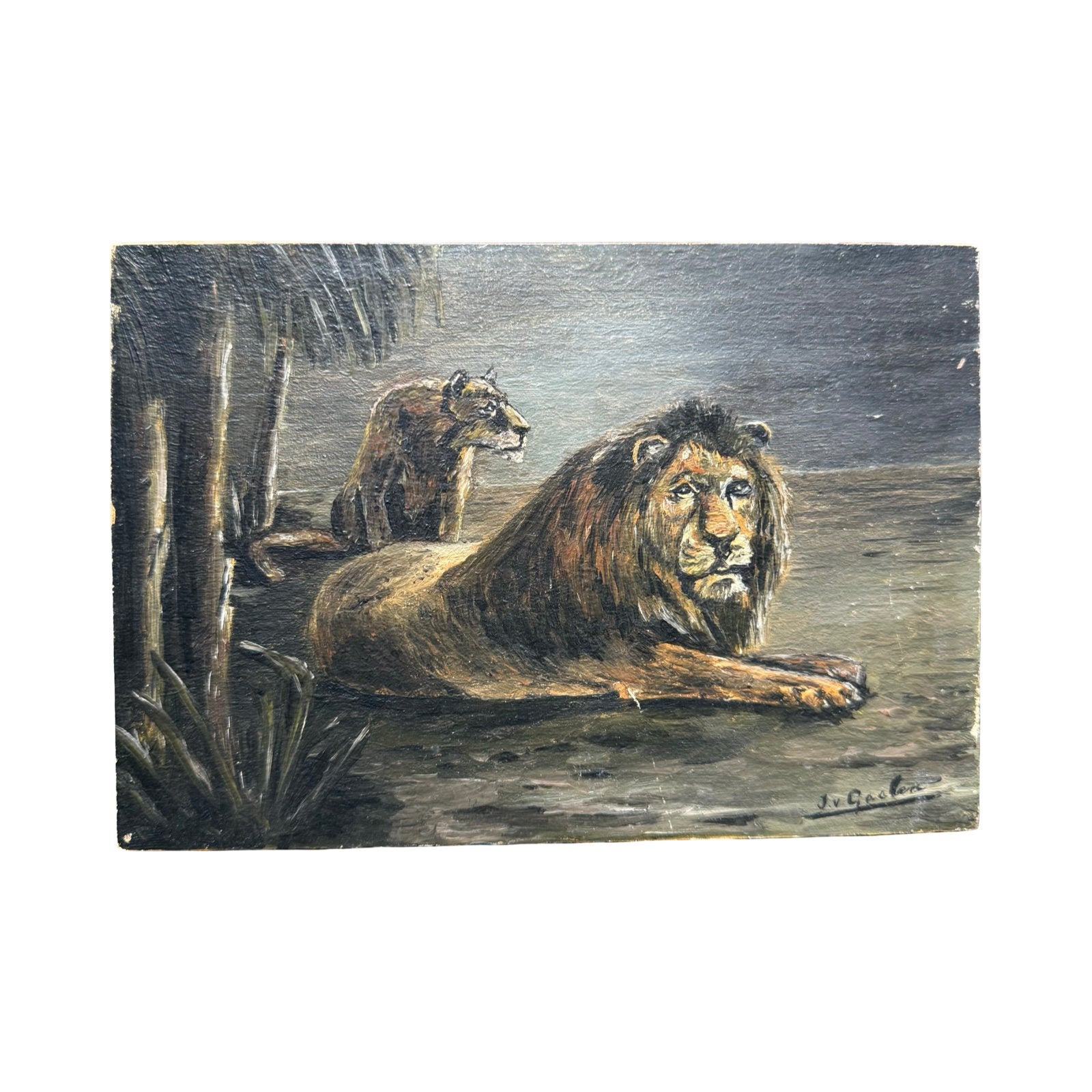 J. Van Gaalen. Schilderijtje op hout. 2 leeuwen., Paneel, Nederlandse school, Dieren, Ophalen of Verzenden