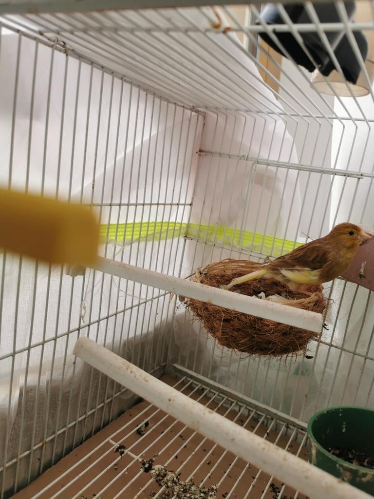 Kanarie pop, Dieren en Toebehoren, Vogels | Kanaries, Vrouwelijk, Kleurkanarie