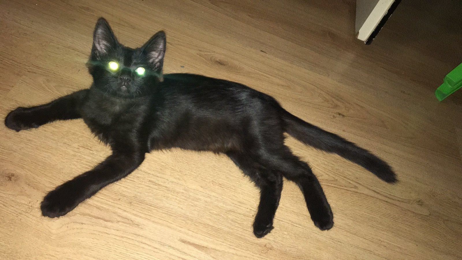 Laatste 2 kittens kruising Siamees (SAMEN) incl spullen, Dieren en Toebehoren, Poes, 0 tot 2 jaar