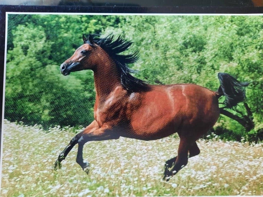 ansichtkaarten paard veulen Arabier, Ophalen, 1980 tot heden, Ongelopen, Paard