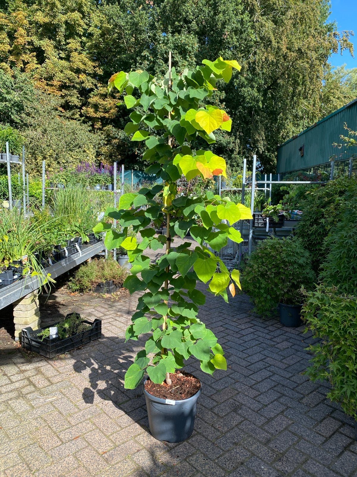 Cercis ‘ the rising sun’ 1,90m hoog, Ophalen