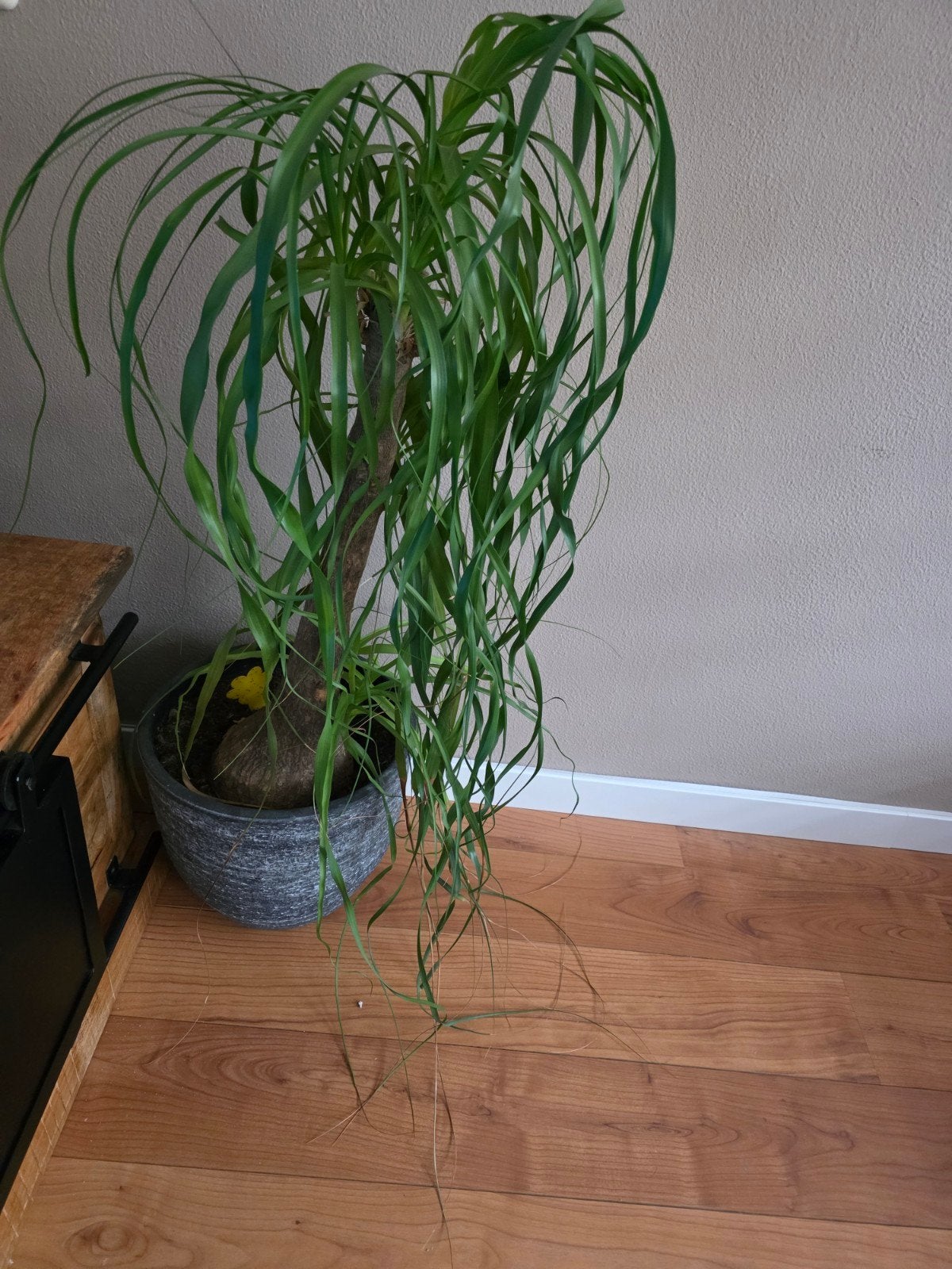 Grote olifantenpoot plant, ca. 70 cm hoog, Volle zon, Vaste plant, Bloeit niet, Ophalen