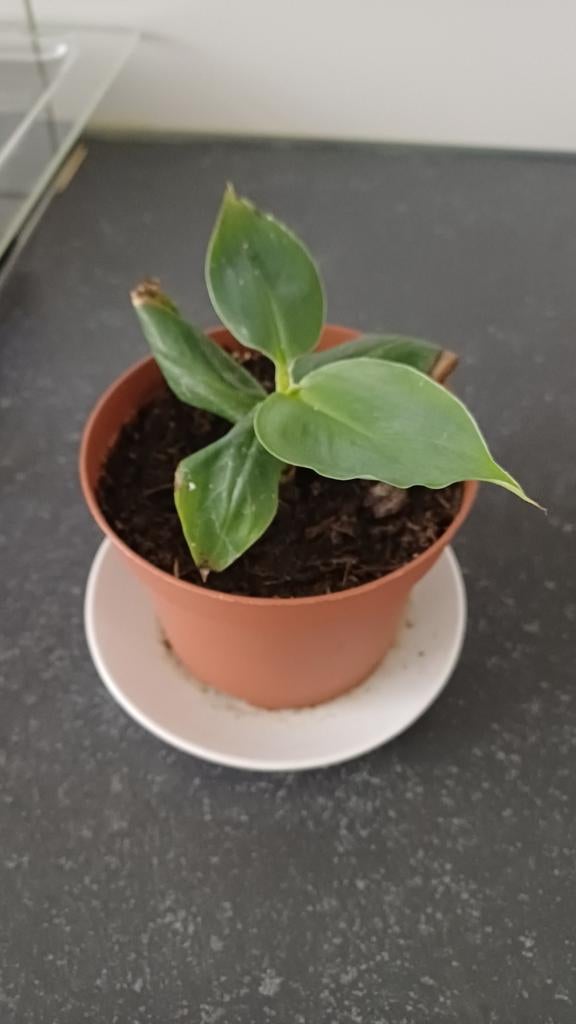 Jonge Bananenplant - Musa Dwarf Cavendish, Tuin en Terras, Volle zon, Vaste plant, Ophalen of Verzenden, Bloeit niet
