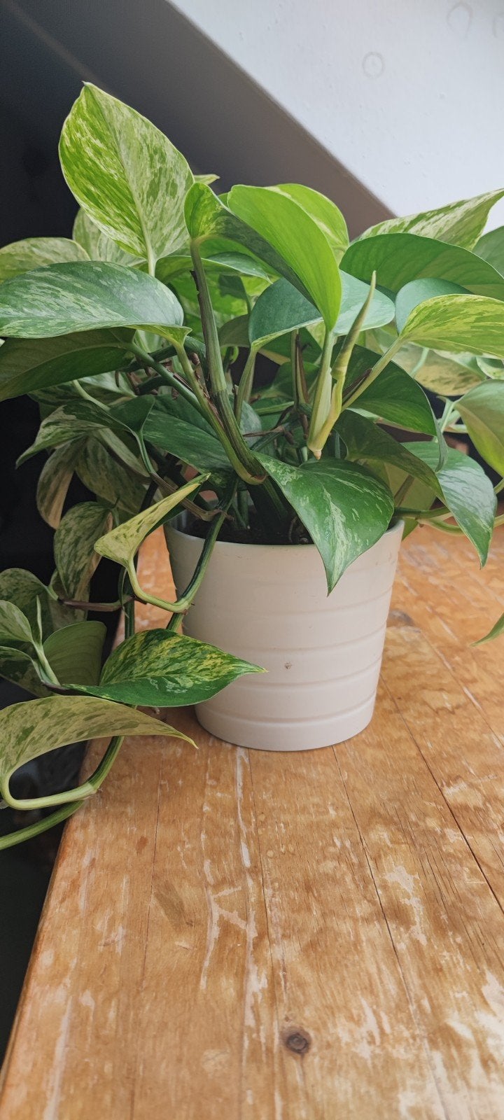 Pothos 'Marble Queen', Huis en Inrichting, Kamerplanten, Overige soorten, Minder dan 100 cm, Groene kamerplant, Halfschaduw, In pot