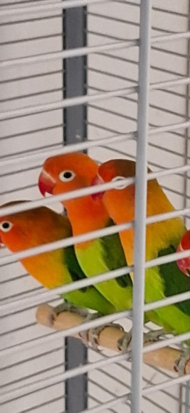 Grote vogelkooi met 2 of 4 dwergpapagaaien., Dieren en Toebehoren, Vogels | Hokken en Kooien, Ophalen, Zo goed als nieuw, Metaal