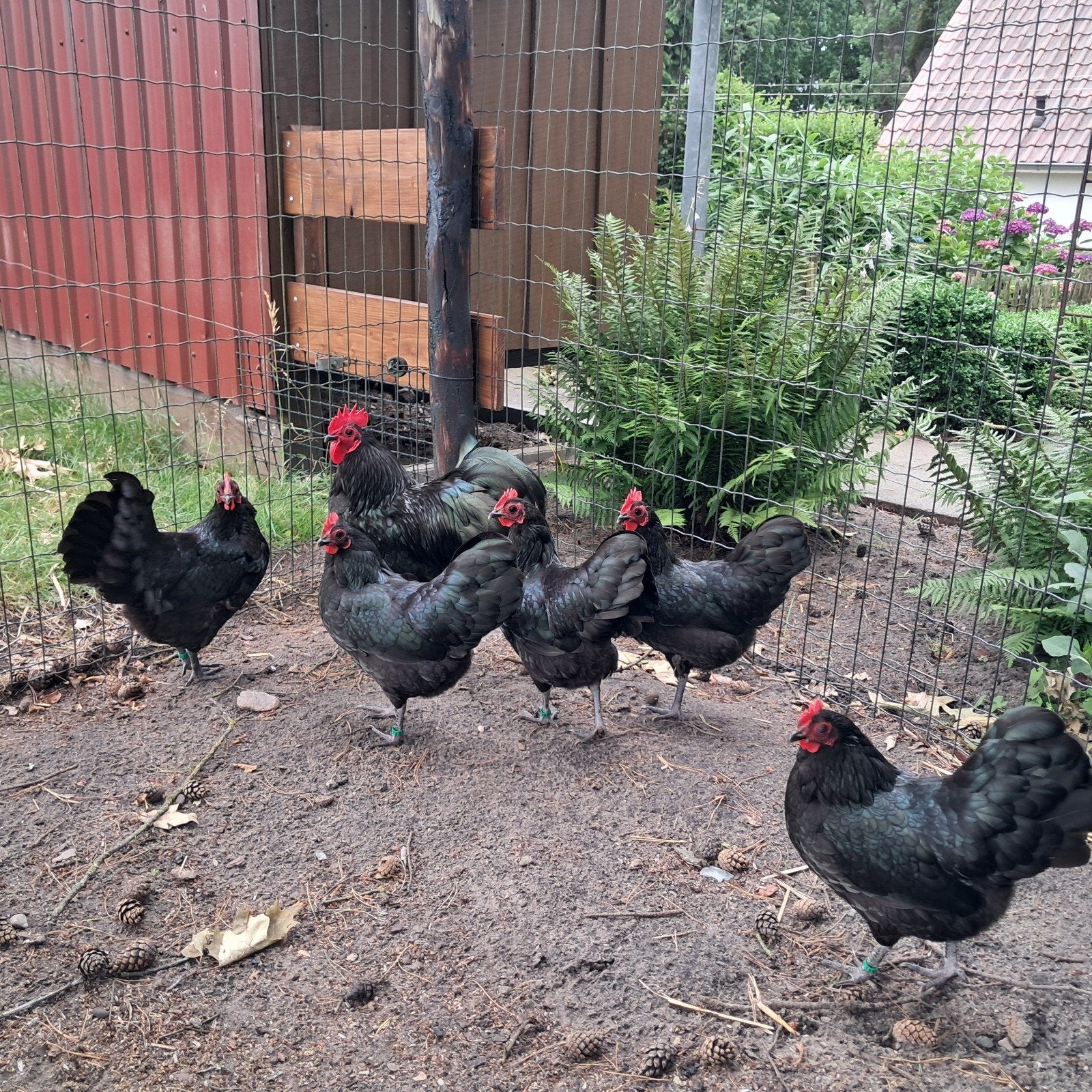 Australorp kriel hennen., Dieren en Toebehoren, Pluimvee, Vrouwelijk, Kip