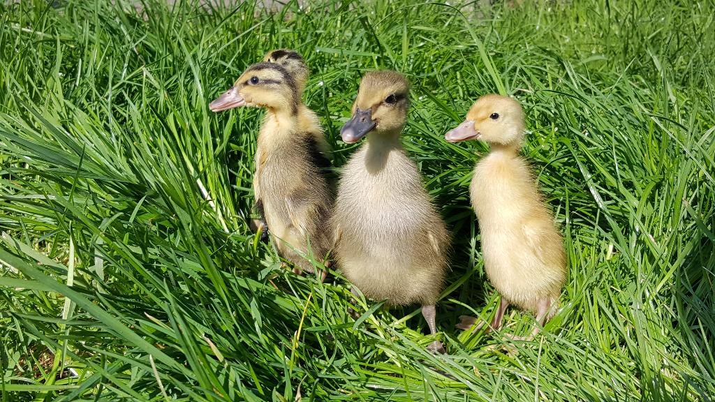 Indische loopeenden kuikens | Gesekst, Dieren en Toebehoren, Pluimvee, Eend, Meerdere dieren